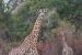 sable mountain lodge Tanzania 247.jpg