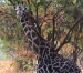 tanzania 1 088.jpg