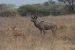 tanzania 4 062.jpg