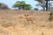 tanzania 4 066.jpg
