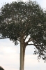 tanzania 5 008.jpg