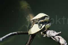 thumb_20170401_Austin Texas_0010_1024