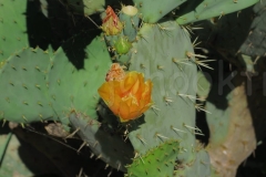thumb_20170401_Austin Texas_0078_1024
