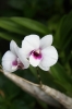 koh-phi-phi-258.jpg
