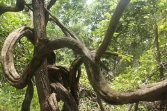 Trekking-Chiang-Mai-080