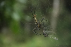Trekking-Chiang-Mai-484