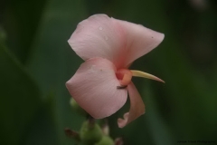 Trekking-Chiang-Mai-492