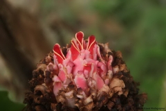 Trekking-Chiang-Mai-498