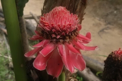 Trekking-Chiang-Mai-501