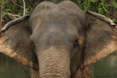 vanessa-elephant-2_20150411_2269