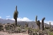Cafayate and Tilcara 059.jpg