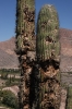 Cafayate and Tilcara 096.jpg