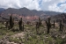Cafayate and Tilcara 141.jpg