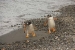 ushuaia-439