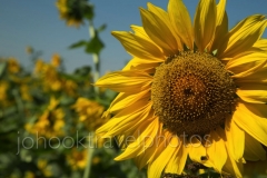 UNADJUSTEDNONRAW_thumb_1081a