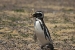 Penguins 169.jpg