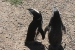 Penguins 173.jpg
