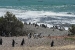 Penguins 177.jpg