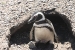 Penguins 187.jpg