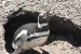 Penguins 199.jpg