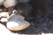 Penguins 208.jpg