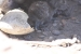 Penguins 224.jpg