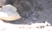 Penguins 227.jpg