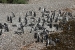 Penguins 239.jpg