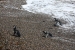 Penguins 249.jpg