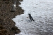 Penguins 253.jpg