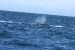 Puerto Madryn 100.jpg