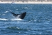 Puerto Madryn 107.jpg