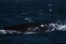 Puerto Madryn 113.jpg