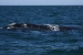Puerto Madryn 119.jpg