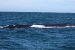 Puerto Madryn 120.jpg