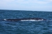Puerto Madryn 121.jpg