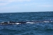 Puerto Madryn 123.jpg