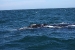 Puerto Madryn 124.jpg
