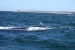 Puerto Madryn 126.jpg