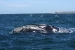 Puerto Madryn 128.jpg