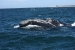 Puerto Madryn 129.jpg