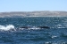 Puerto Madryn 139.jpg