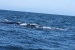 Puerto Madryn 159.jpg