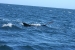 Puerto Madryn 163.jpg