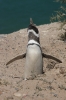 Puerto Madryn 170.jpg