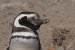 Puerto Madryn 175.jpg