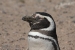 Puerto Madryn 183.jpg