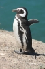 Puerto Madryn 238.jpg