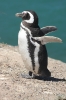 Puerto Madryn 239.jpg