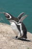 Puerto Madryn 240.jpg
